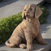 Campania International Golden Retriever Puppy Garden Statue - Image 2