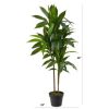 Nearly Natural 43" Dracaena Real Touch Plant - Image 5