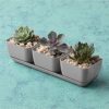 Novelty (10010) Herb Trio with Attached Tray, 12" x 14" - Image 3