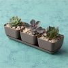 Novelty 10013 Herb & Succulent Trio Planter/Flower Pot, Taupe, 12" - Image 3