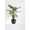 Ecopots Oslo Durable Indoor and Outdoor Planter, 10in - Image 3