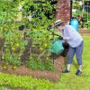 Slickblue 74 Inch Tall Garden Trellis for Flower Vine Vegetable Fruit Pea - Image 2